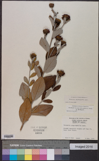 Lessingianthus argyrophyllus image