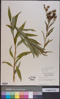 Vernonia arkansana image