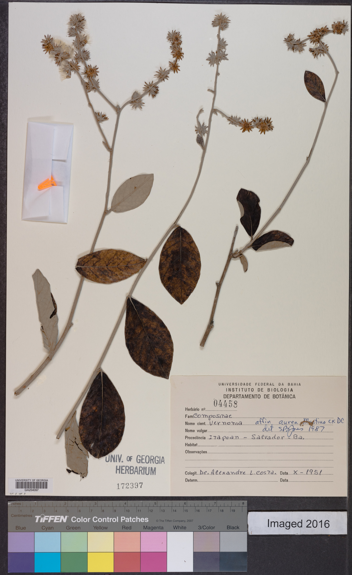 Lepidaploa aurea image