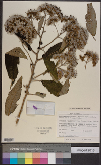 Image of Gymnanthemum auriculiferum