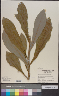 Vernonia autumnalis image