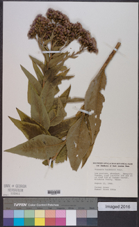 Vernonia baldwinii image