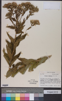 Vernonia baldwinii image