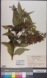 Vernonia baldwinii image