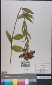 Vernonia baldwinii image