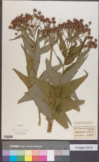 Vernonia baldwinii image