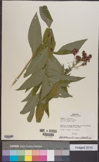 Vernonia baldwinii image