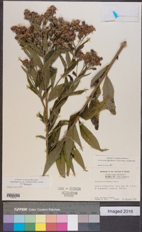 Vernonia baldwinii image