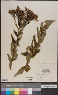 Vernonia baldwinii image