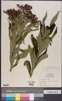 Vernonia baldwinii image