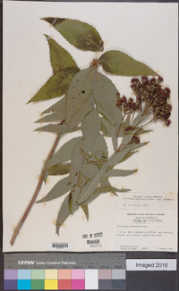 Vernonia baldwinii image