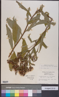 Vernonia baldwinii image