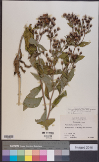 Vernonia baldwinii image