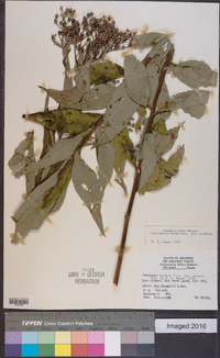 Vernonia baldwinii image