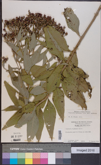 Vernonia baldwinii image