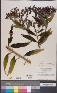 Vernonia baldwinii image