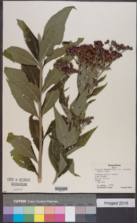 Vernonia baldwinii image