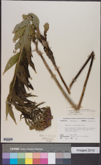 Vernonia baldwinii image