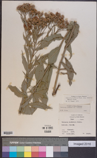 Vernonia baldwinii subsp. interior image