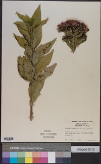 Vernonia baldwinii image