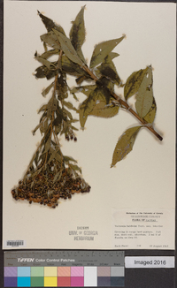 Vernonia baldwinii image