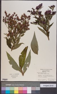 Vernonia baldwinii subsp. interior image
