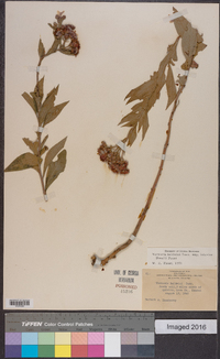 Vernonia baldwinii subsp. interior image