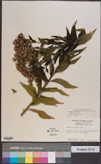 Vernonia baldwinii image