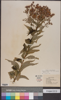 Vernonia baldwinii image