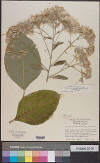 Vernonia barbinervis image