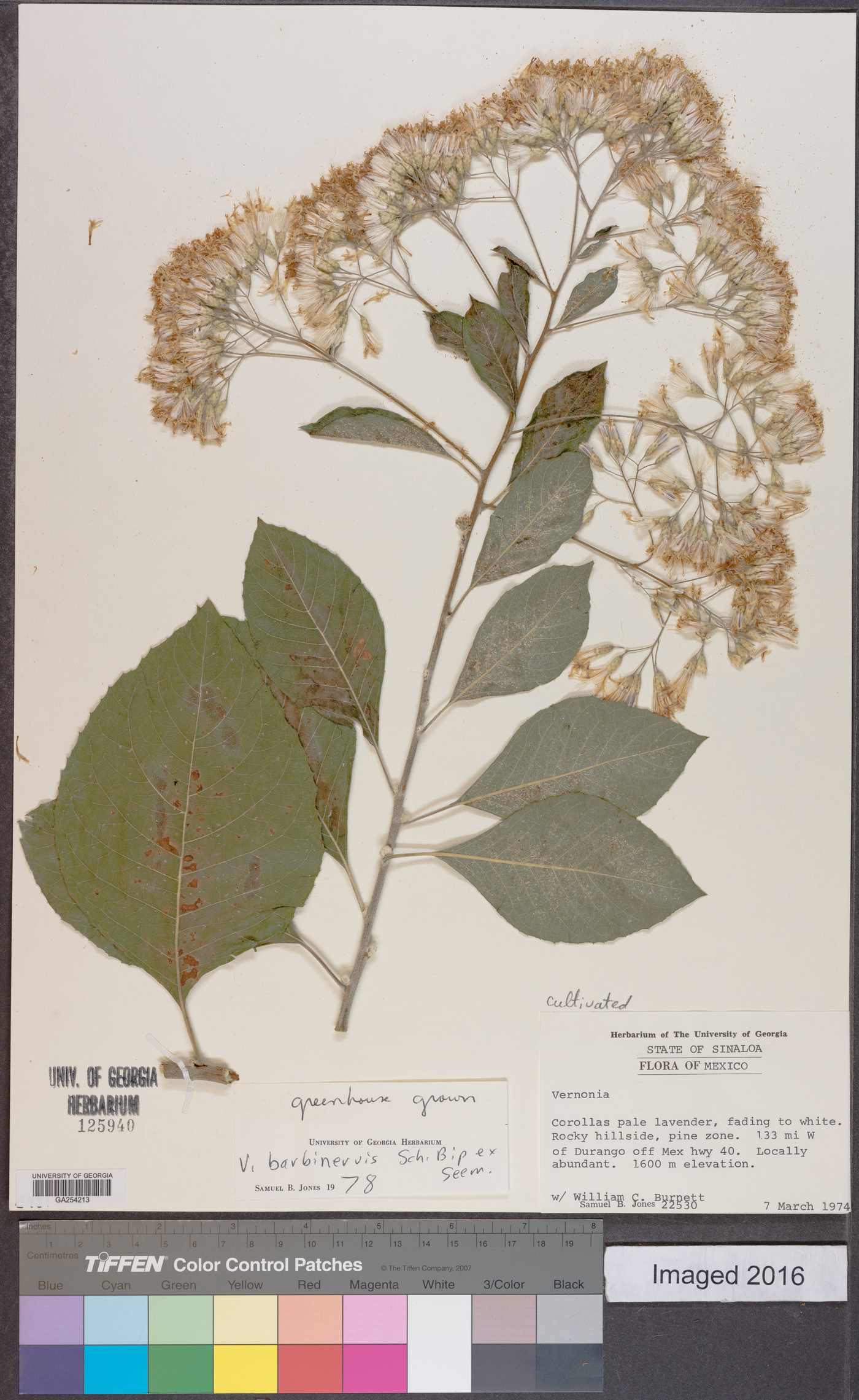Vernonia barbinervis image