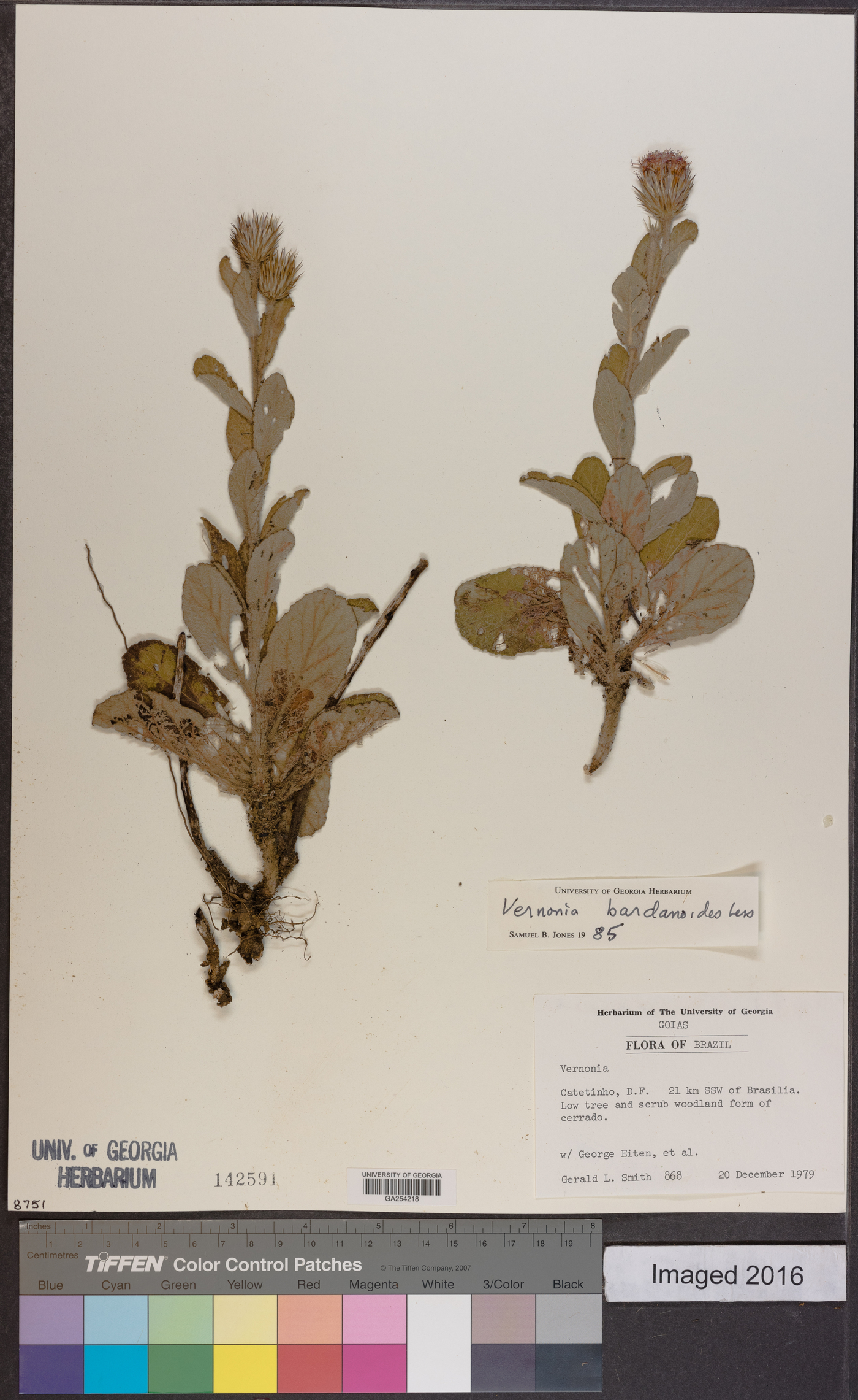 Lessingianthus bardanioides image