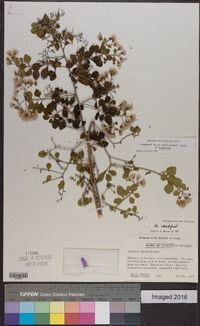 Vernonanthura fuertesii image