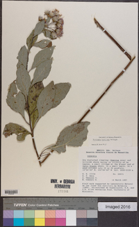 Vernonia bealliae image