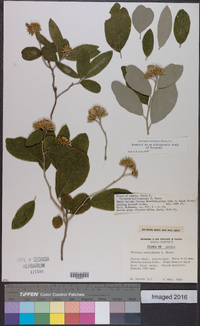 Image of Gymnanthemum bellinghamii