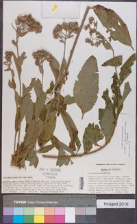 Image of Vernonia bipontini