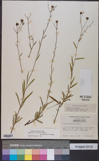 Vernonia blodgettii image