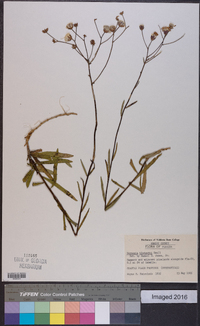 Vernonia blodgettii image