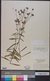 Vernonia blodgettii image