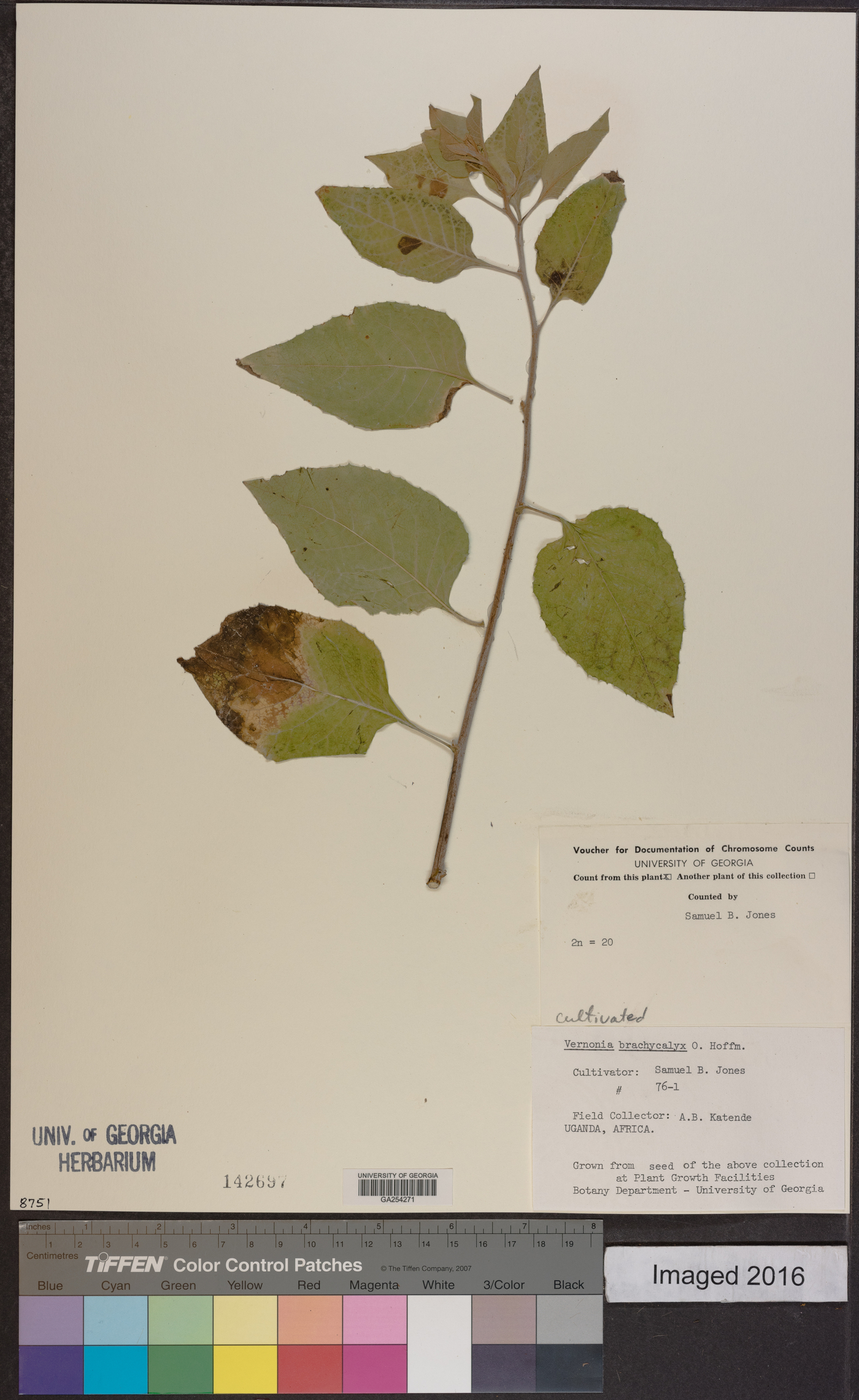 Hoffmannanthus abbotianus image