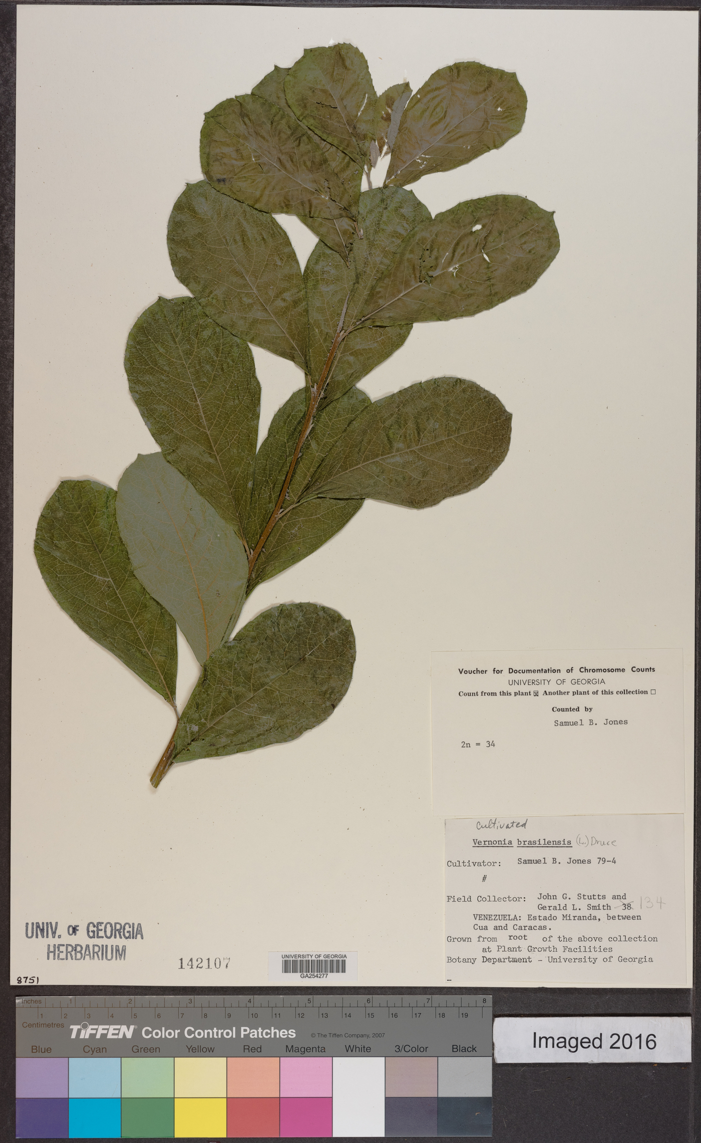 Vernonia brasiliensis image