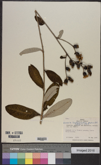 Lessingianthus buddleiifolius image