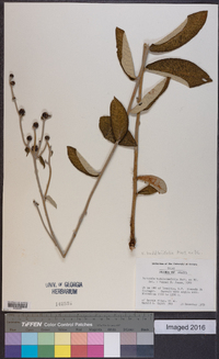 Lessingianthus buddleiifolius image