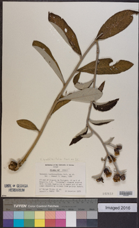 Lessingianthus buddleiifolius image