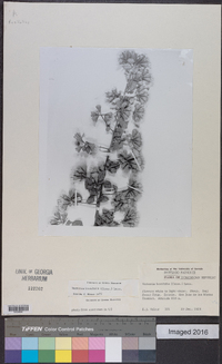 Vernonanthura buxifolia image