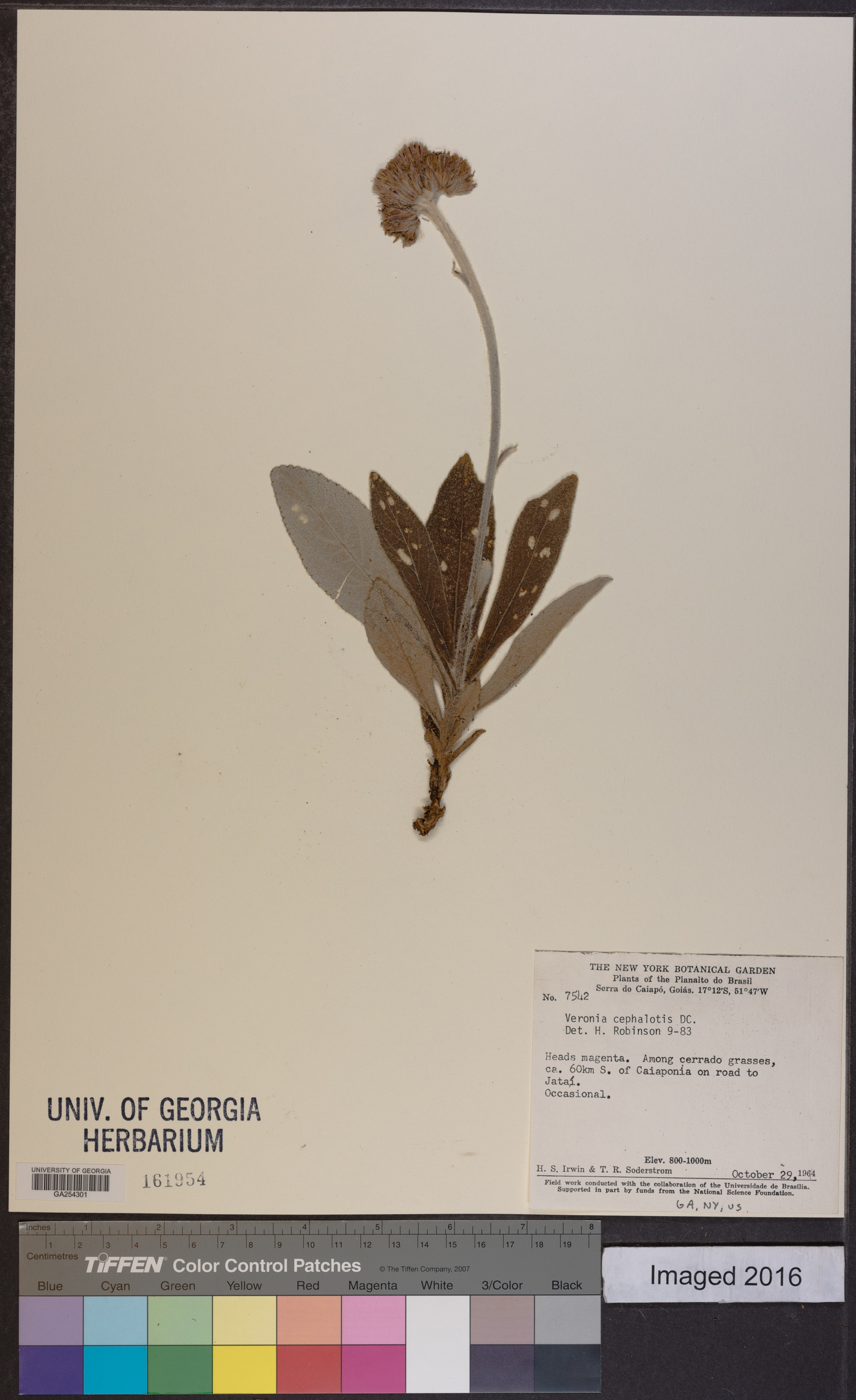 Lessingianthus cephalotes image