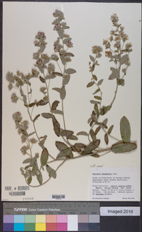Vernonia chamaedrys image