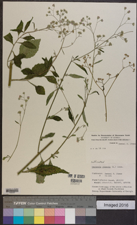 Vernonia cinerea image