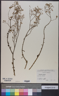 Vernonia cinerea image