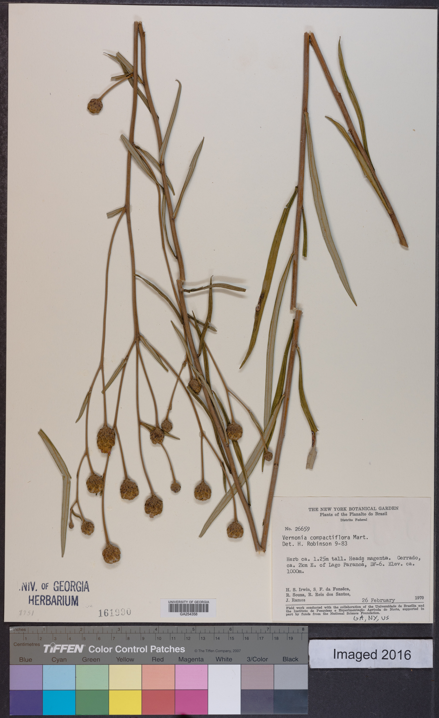 Lessingianthus compactiflorus image